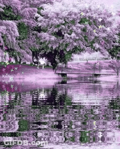 Cherry Blossom River Reflections GIF