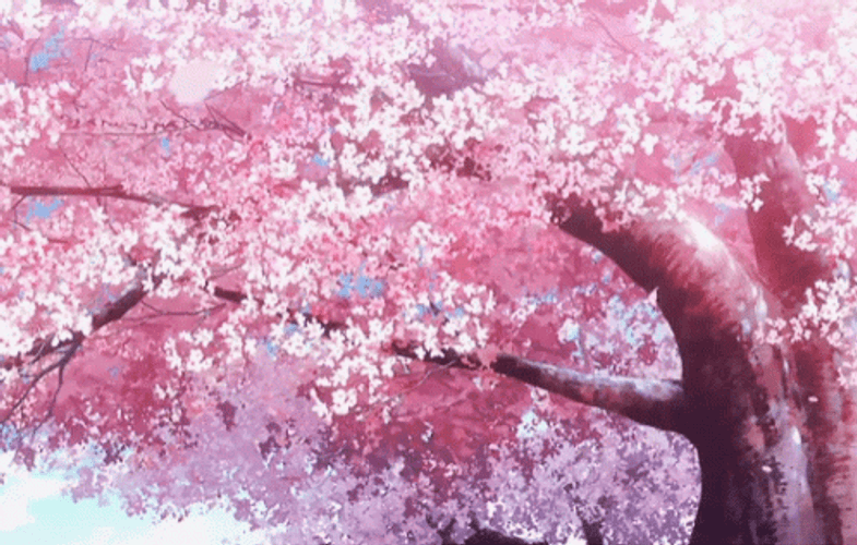 Cherry Blossom Sakura Tree GIF