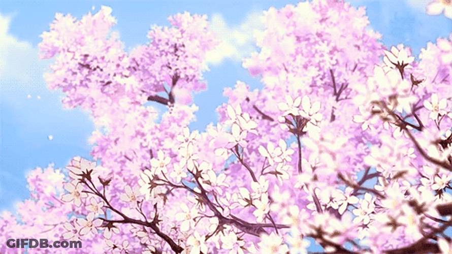 Cherry Blossom Selective Focus Animation GIF