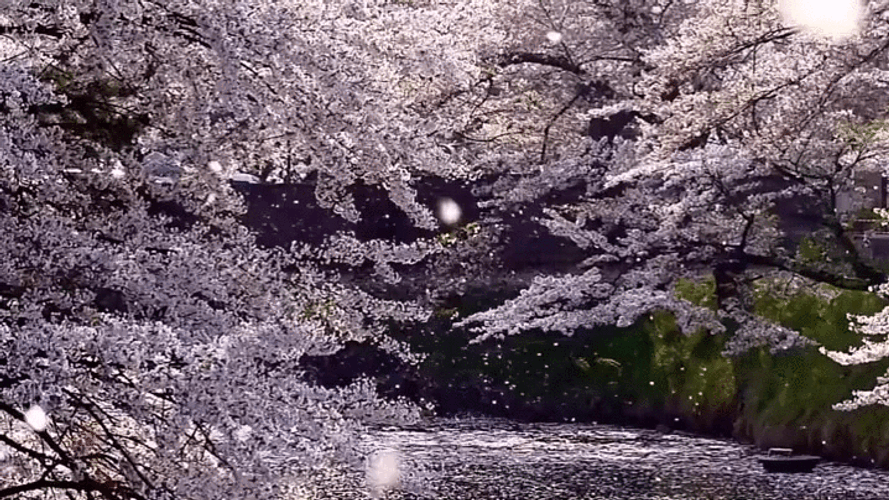 Cherry Blossom Snowflakes GIF