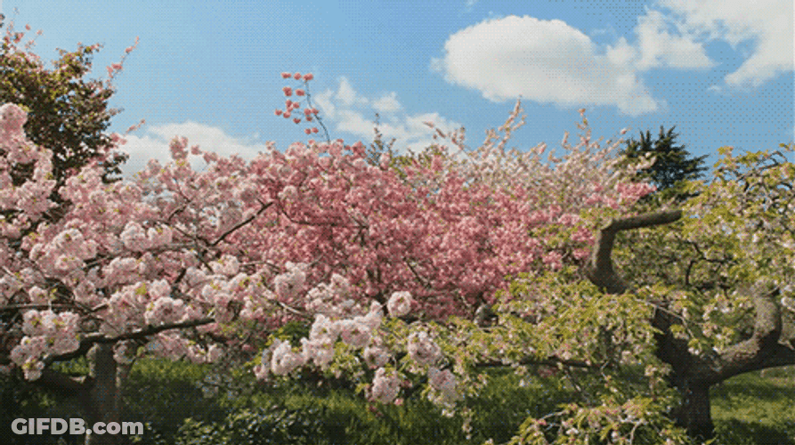 Cherry Blossom Spring Kew Gardens GIF