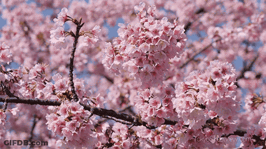 Cherry Blossom Spring Pink GIF