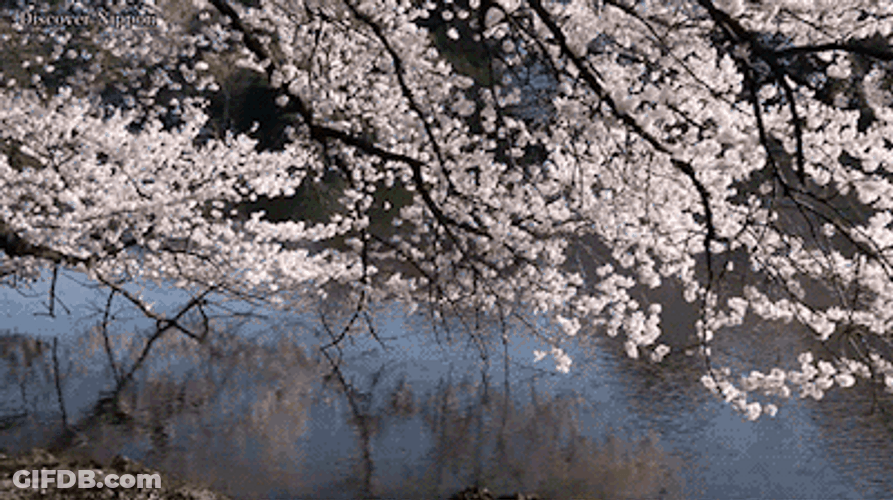 Cherry Blossom Spring Tokyo Japan GIF