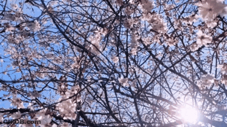 Cherry Blossom Sunburst GIF
