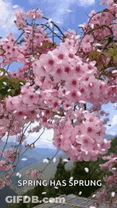 Cherry Blossom Tree Pink Flowers Blowing In Wind GIF