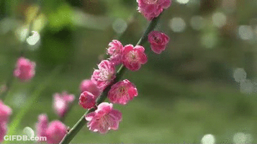Cherry Blossom Twig Petals GIF