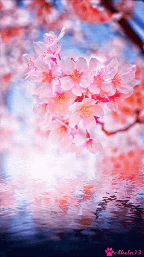 Cherry Blossom Water Flow GIF