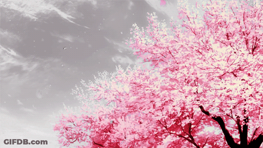 Cherry Blossom Winter Snow GIF