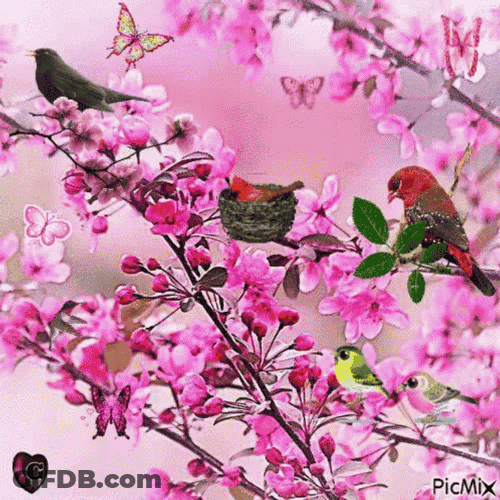 Cherry Blossoms Nature GIF