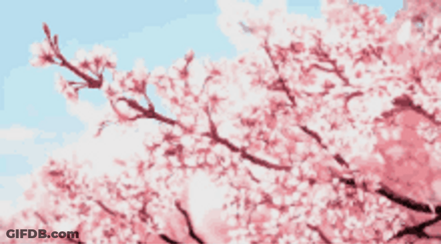 Cherry Blossoms Sakura Pink Flowers Aesthetic GIF