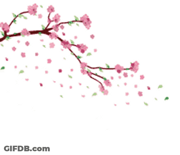 Cherry Blossoms Sakura Pink Flowers Aesthetic GIF