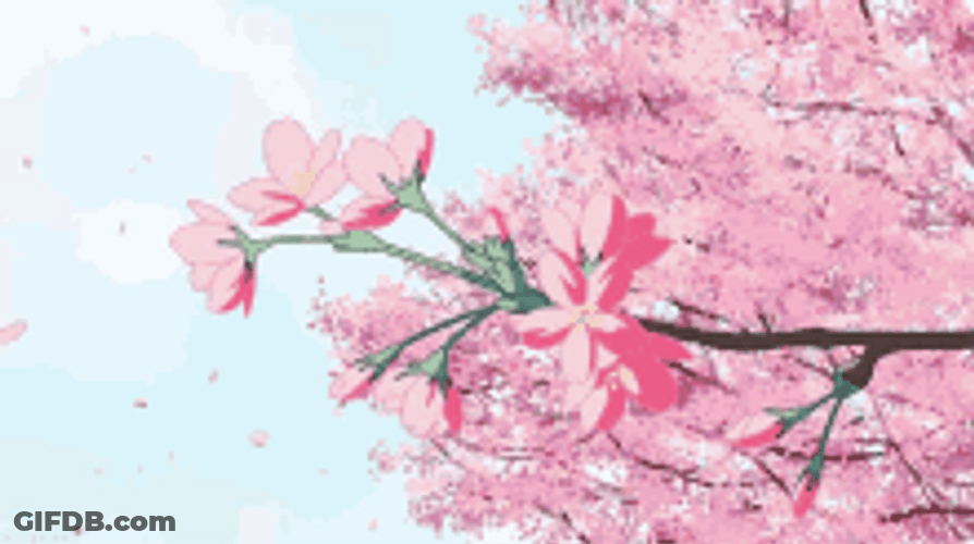 Cherry Blossoms Sakura Pink Flowers Wind GIF
