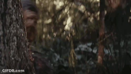 Chewbacca Peeking From Behind Tree GIF