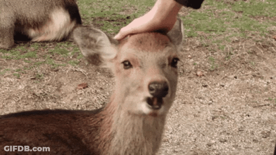 Chewing Deer Head Pat GIF