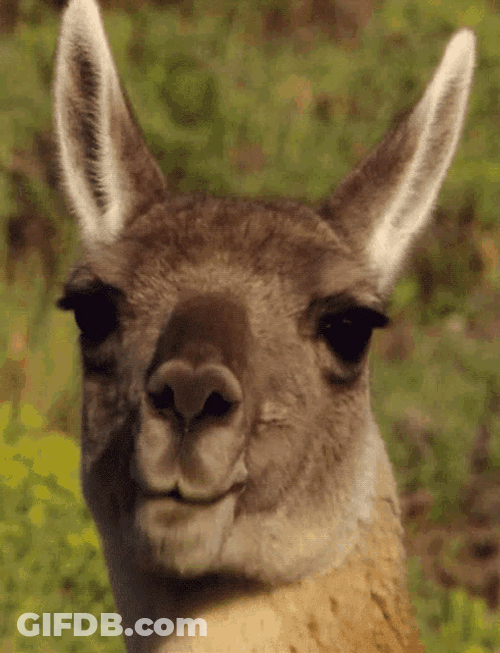 Chewing Kangaroo GIF