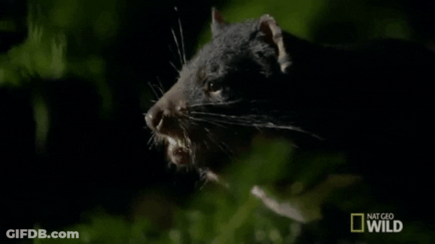 Chewing Tasmanian Devil GIF