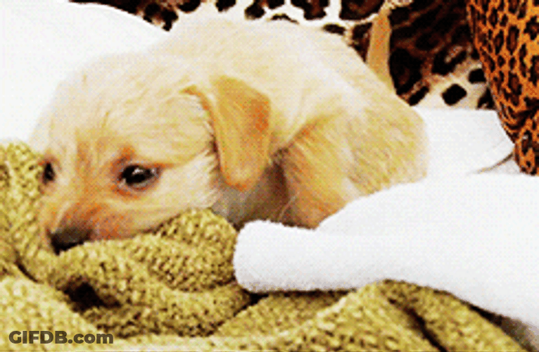 Chi-Poo Playing On Bed GIF