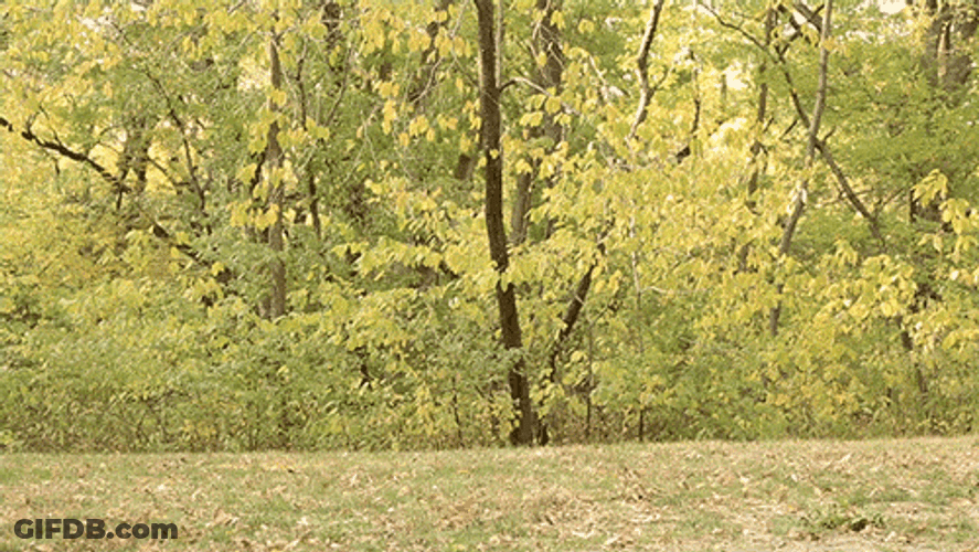 Chic Gymnastic Glamour Cartwheel GIF