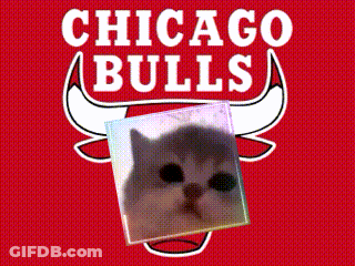 Chicago Bulls Logo With Cat GIF