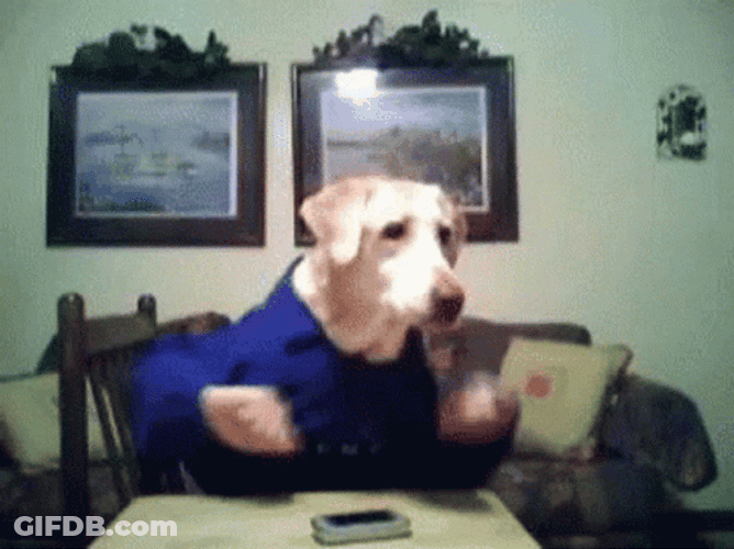 Chicken Dance Labrador Dog Dancing GIF