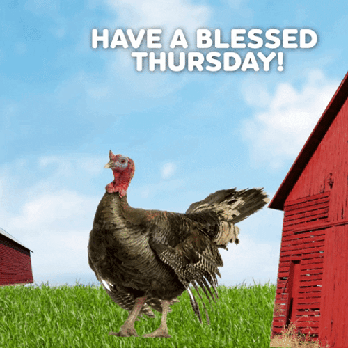 Chicken Good Morning Have A Blessed Day Thursday GIF