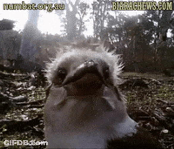 Chicken Hair Got Blown By Wind GIF