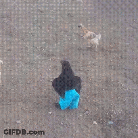 Chicken In Blue Pants Standing In Dirt GIF