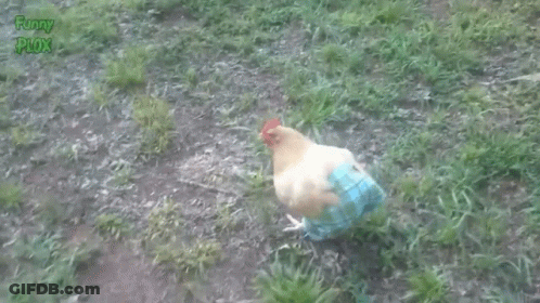 Chicken In Blue Shirt And Pants Standing In Grass GIF
