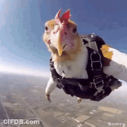 Chicken In Parachute Harness Flying GIF