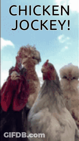 Chicken Jockey Three Chickens Standing Together GIF