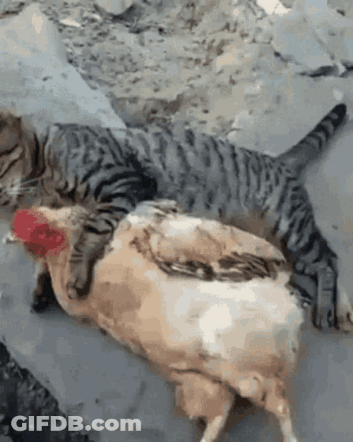 Chicken Lying With Cat GIF