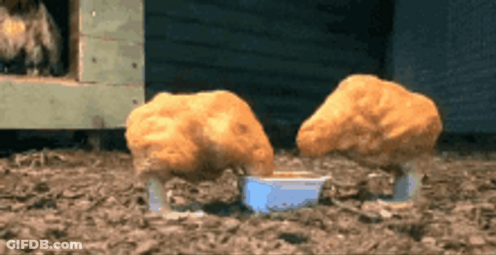 Chicken Nuggets Pecking Feeds Meme GIF