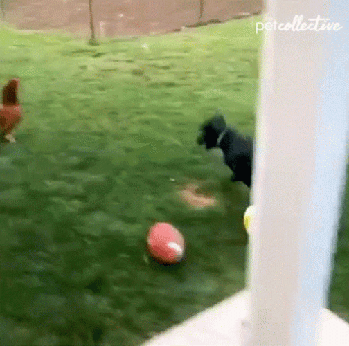 Chicken Run Chasing Dog GIF