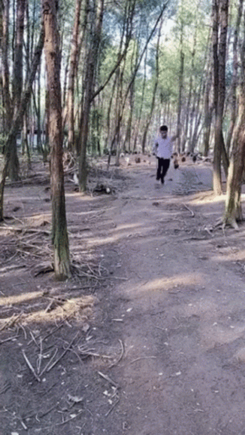 Chicken Run In The Forest GIF