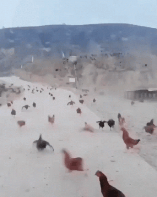 Chicken Run On Highway GIF