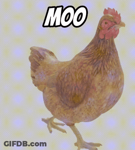 Chicken Saying Moo GIF