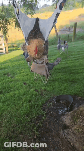 Chicken Sitting In Hammock On Chair GIF