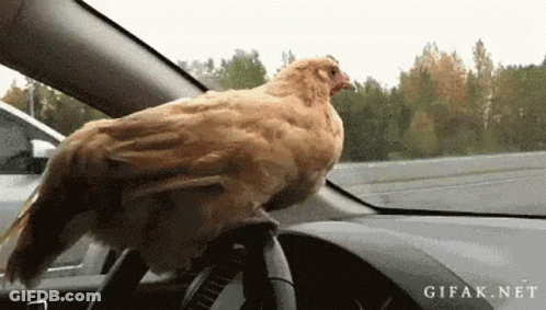 Chicken Sitting On Car Steering Wheel GIF