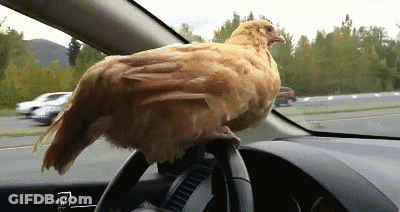 Chicken Sitting On Steering Wheel GIF
