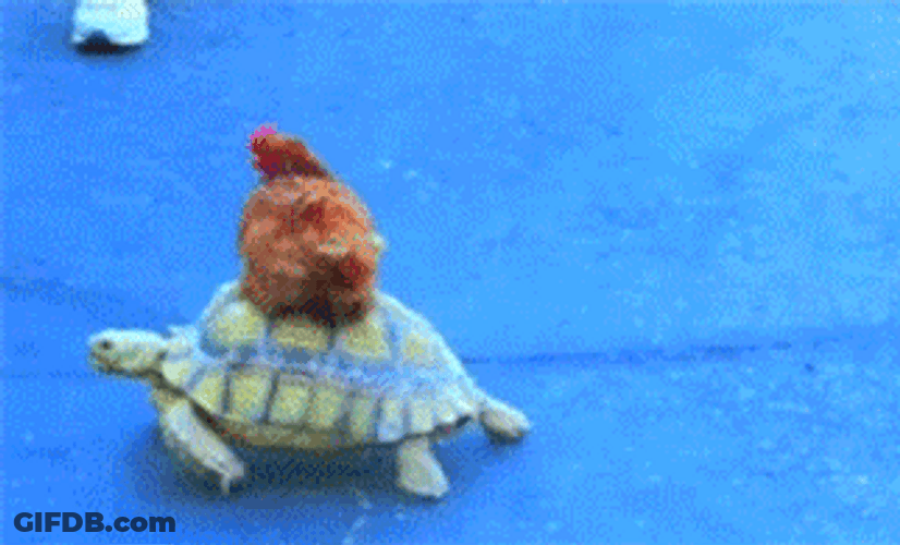 Chicken Sitting On Turtle GIF