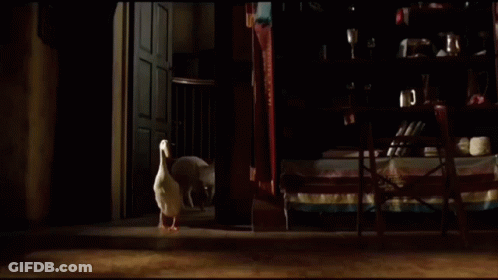 Chicken Standing On Tiled Floor Next To Rabbit GIF