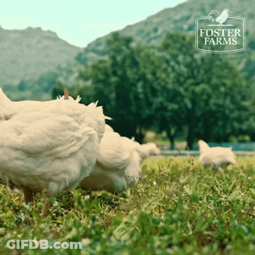 Chicken Steppin' Outside Fiercely GIF