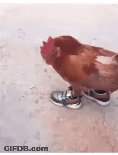 Chicken Walking In Sneakers GIF