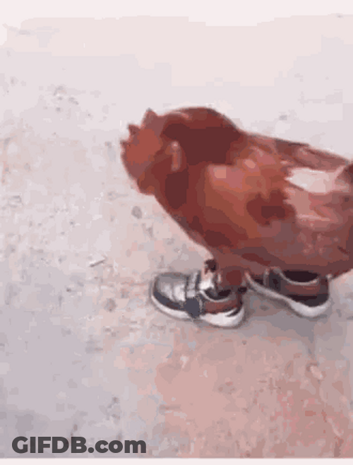 Chicken Walking With Shoes GIF