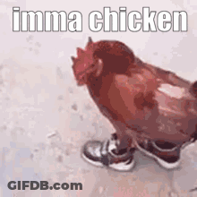 Chicken Wearing Shoes GIF