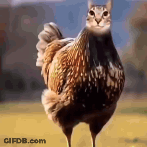 Chicken With Cat Face Standing In Field GIF
