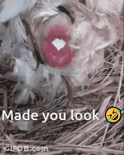 Chicken With Lipstick Saying Made You Look GIF