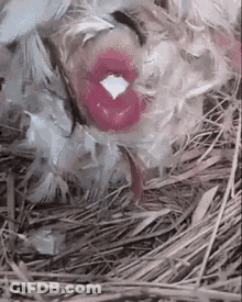 Chicken With Pink Lips Laying In Nest Of Feathers And Hay GIF