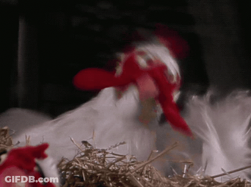 Chicken With Red Beak Standing In Nest Of Hay GIF