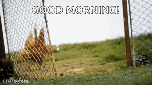 Chickens Behind Chain Link Fence Good Morning GIF